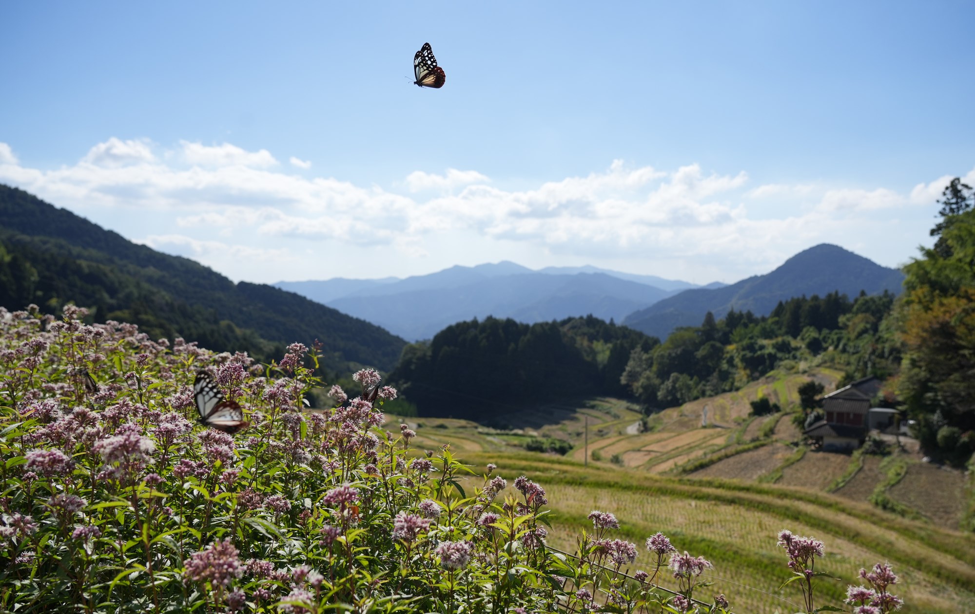 季節のスライド４